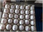 Iranian egg export with carton packing 24kg