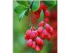 Tree saplings Barberry Barberry # # Seed Barberry