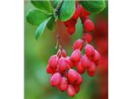 Tree saplings Barberry Barberry # # Seed Barberry