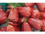 مورفولین