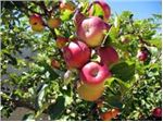 درخت سیب شیخ امیری#tree apple