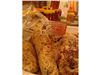 عسل کنار وحشی با شاخه