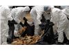 «مرگ سریع» در کمین پرندگان مهاجر پاییز