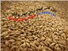 Russian barley