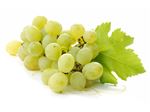 TTMFOOD White Grape Juice Concentrate