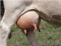 Cow Teat preparation for milking