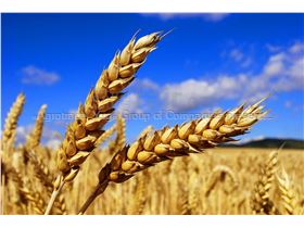 Russian wheat class 3