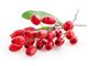 Export of  barberry juice concentrate to Malaysia