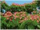 Albizia julibrissin tree