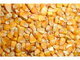 Yellow corn for Animal feed from Russia