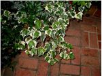 hedera helix 'Variegata'
