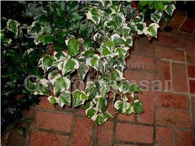 hedera helix 'Variegata'