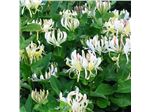 Lonicera hybrid Honey Baby