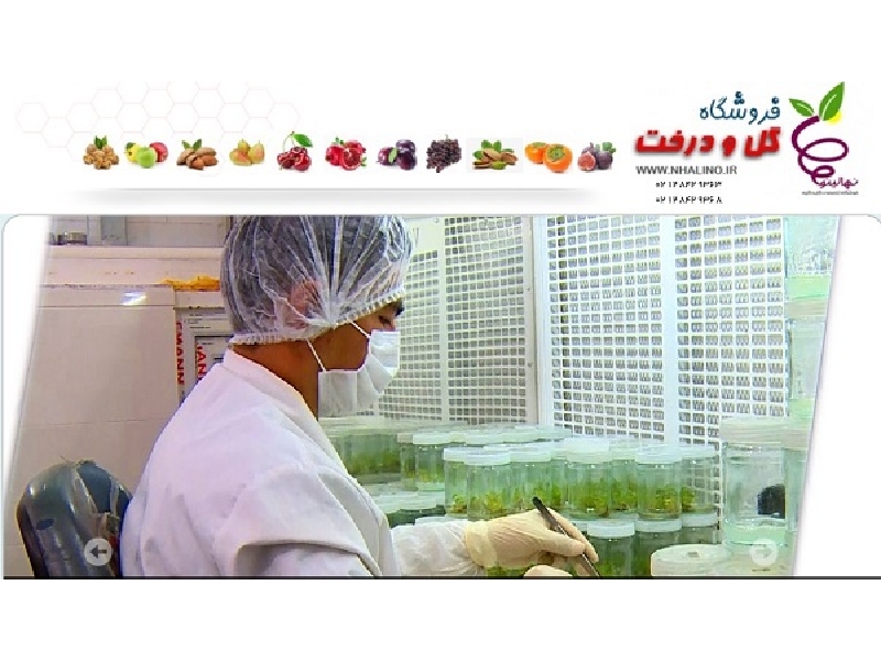 Seedlings: Specialized store of fruit trees