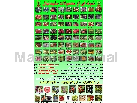 Special and rare fruit seedlings