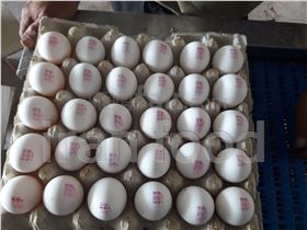Iranian egg export with carton packing 24kg
